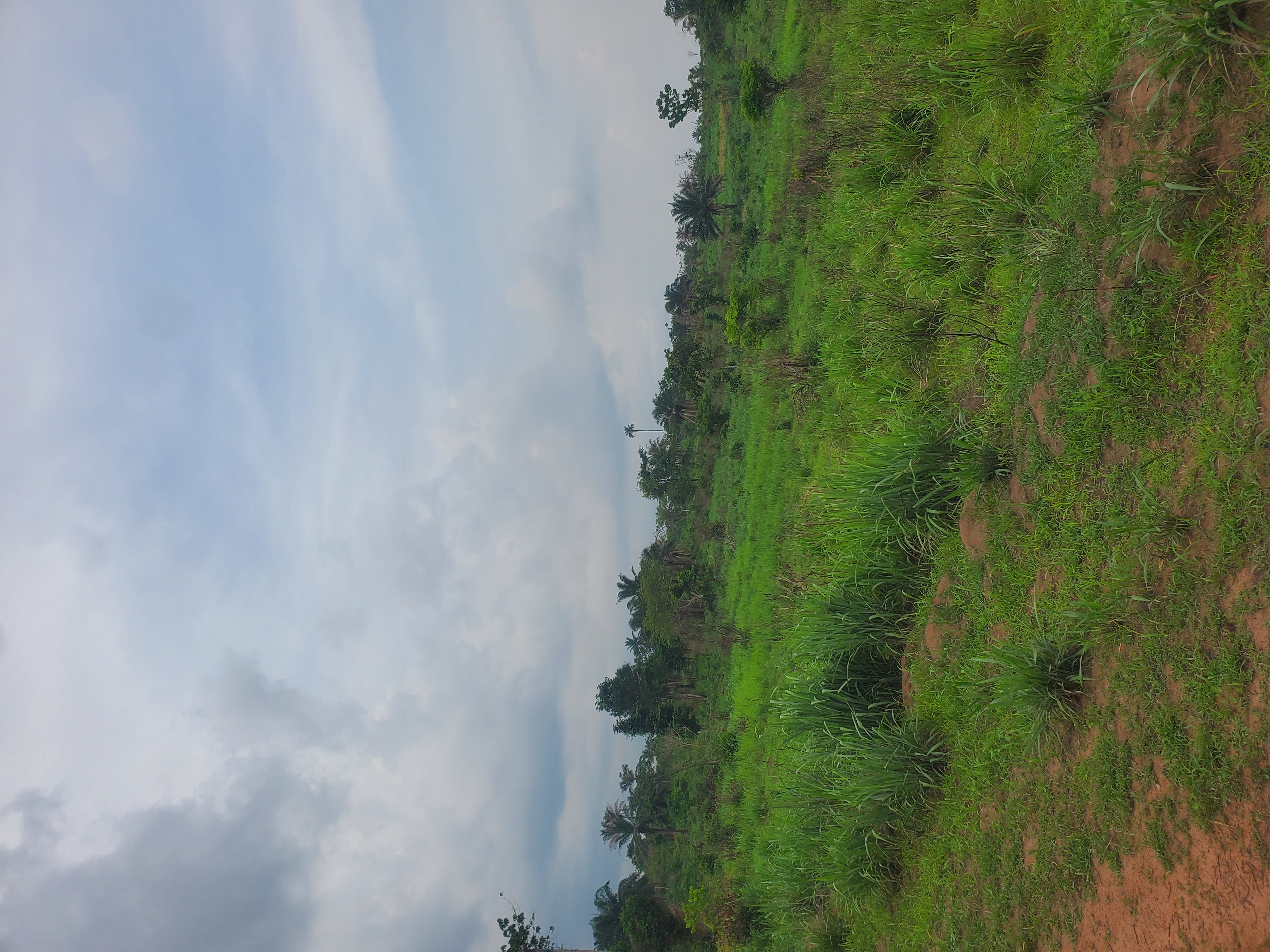 Commercial Plot